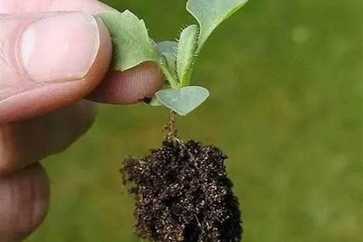 棉花地一袋过磷酸钙一袋有机肥？