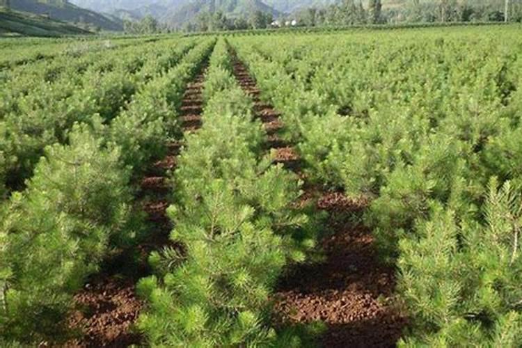 花菜施肥用什么肥料好？高产有技巧