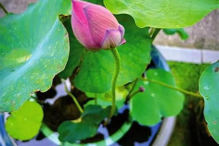 丝瓜叶子黄边？