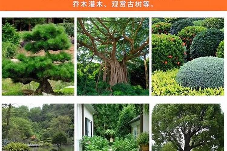 丝瓜小瓜变黄最快解决方法