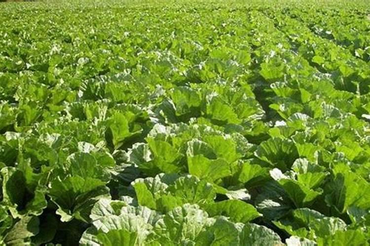 草莓可以无限结果吗