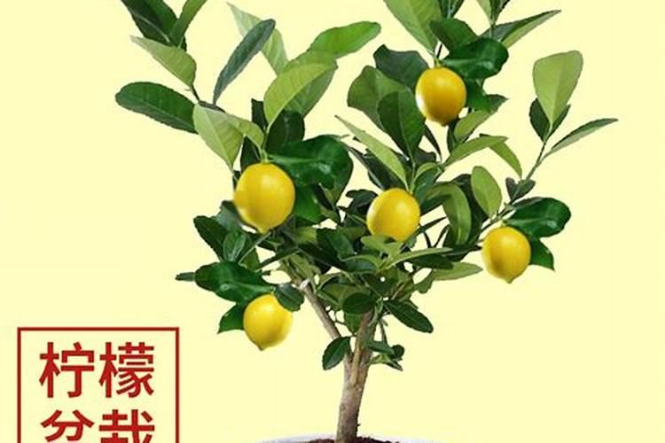 柠檬在各个时期如何施肥