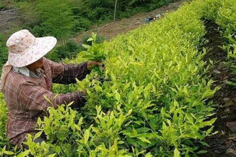 沃夫特小麦专用肥16205怎么样