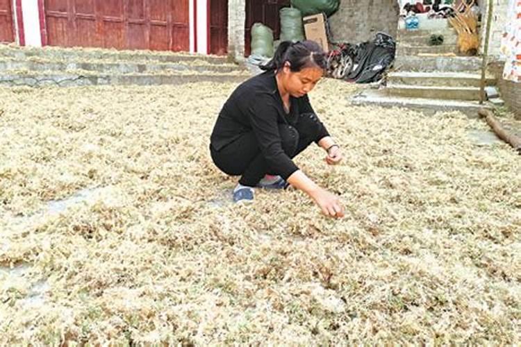 天鹰椒施什么钙肥最好