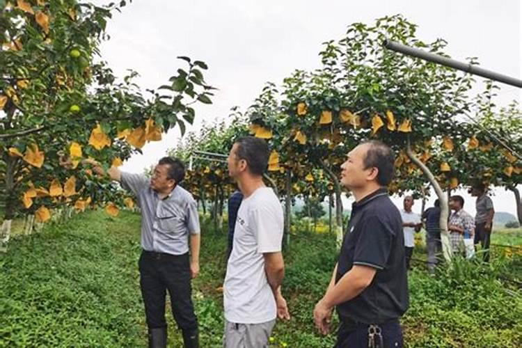 梨子树每株每年用肥料多少