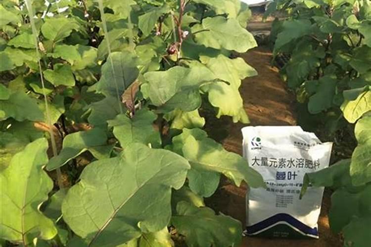 茄子用什么肥料高产茄子高产施什么肥好