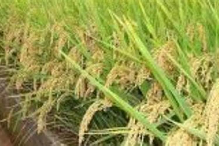 硅肥是第四大元素肥吗