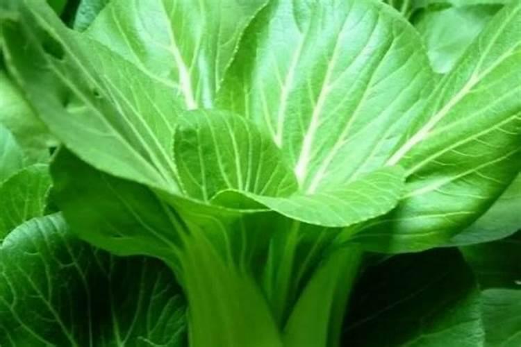 冬季青菜施肥方法 冬季青菜怎么施肥