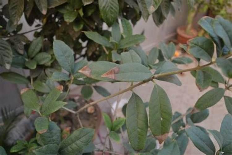 桂花树施什么肥料最好