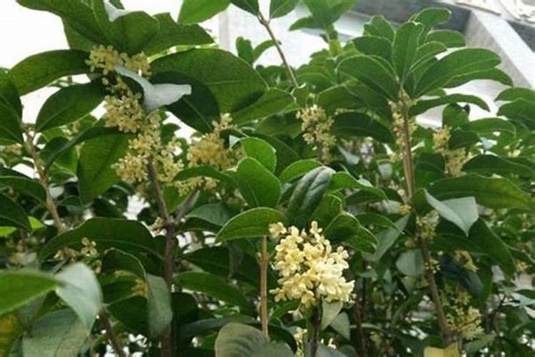桂花树如何施肥