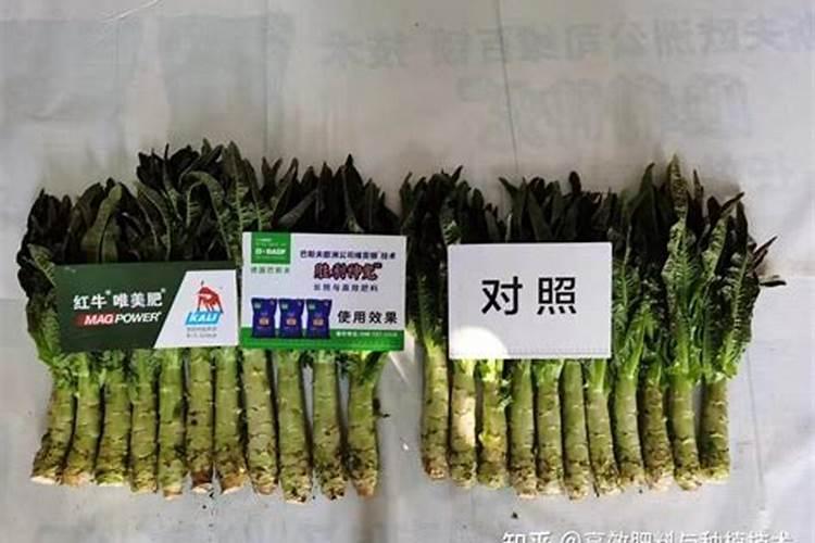 十斤水加多少克鱼蛋白原浆合适