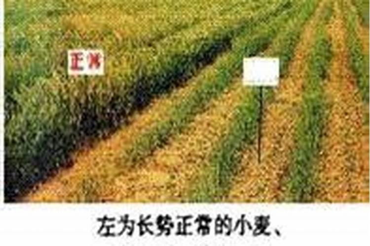 磷肥能使作物根系发达吗