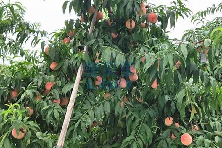 多肉植物需要什么肥料 施肥的方法是什么