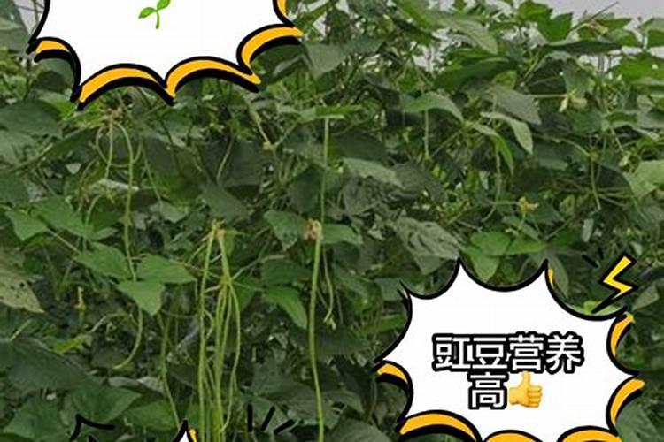 西葫芦肥料的禁忌 施肥要点有哪些