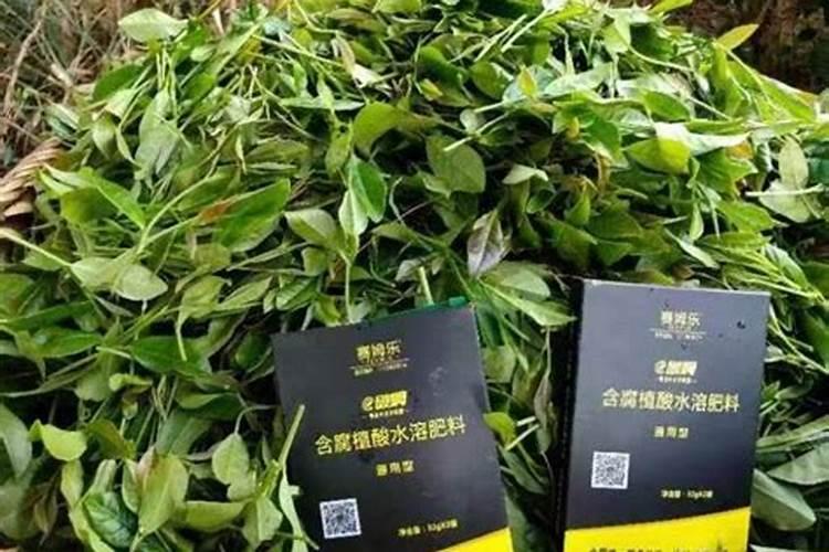 月季夏季施肥时间和方法