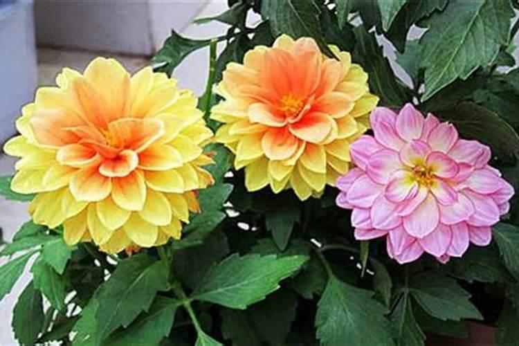 氮肥可以兑水浇花吗