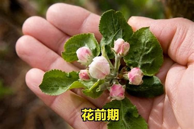 杨梅树烂根病害怎么治