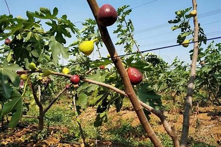 无花果树冲施什么肥料好？