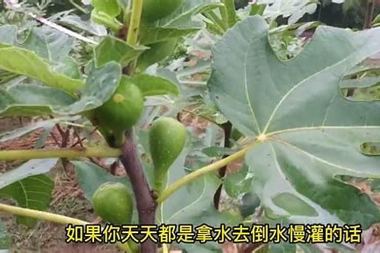 硝化抑制剂的介绍