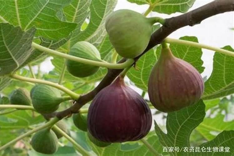 无花果用什么肥料最好