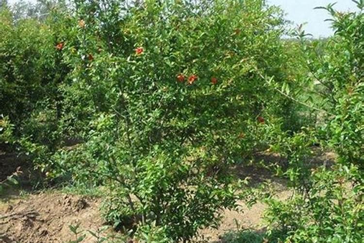 石榴树施什么肥最好