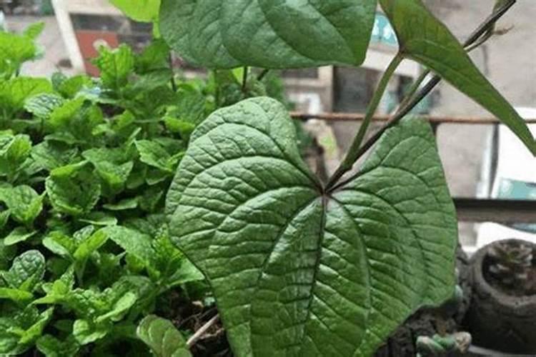 月季爬藤种植方法