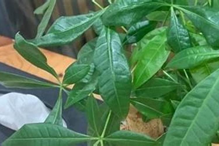 种菜施肥用什么水溶肥料好？