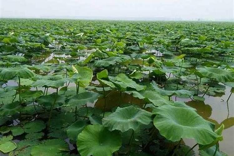 玉米开花结果时需要施什么肥
