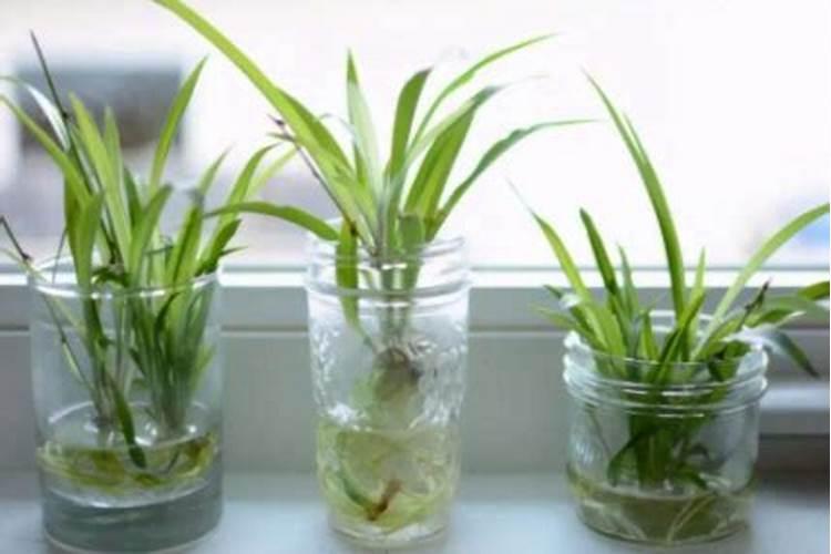 水培白掌的养殖方法