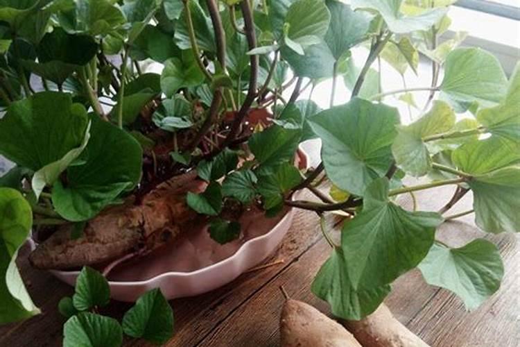 豇豆叶片发黄原因和处理方法