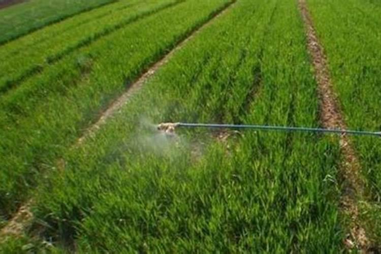 豇豆叶子发黄怎么办