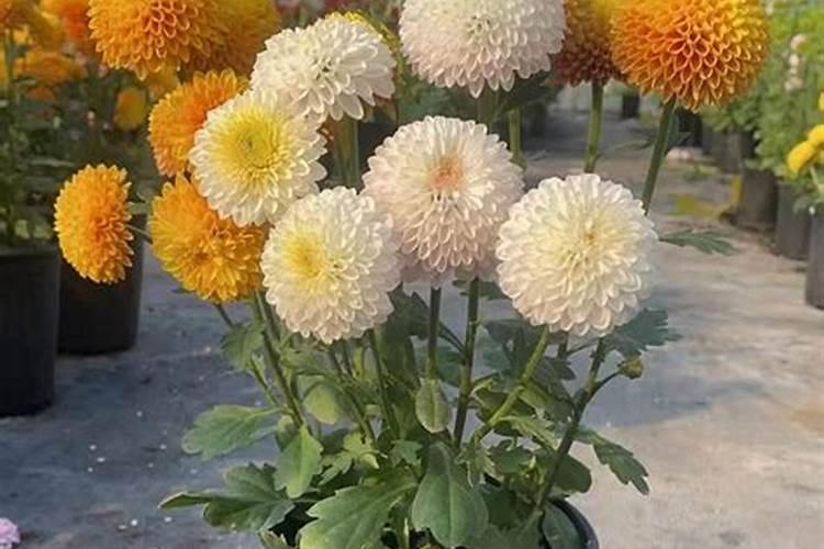 冬季如何养乒乓菊？