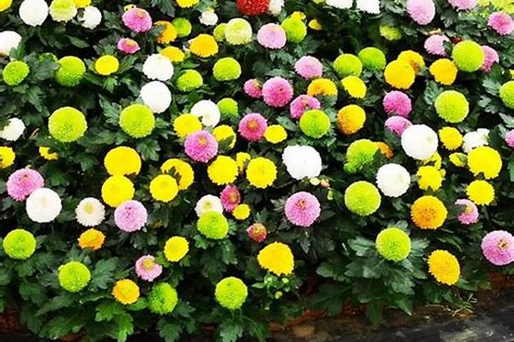 一棵发财树用多少粒复合肥