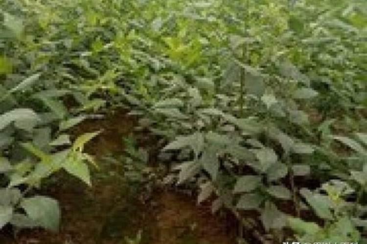 关于车名的问题,大家来回答下