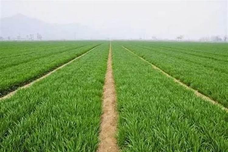 连翘种植每亩使用多少农药