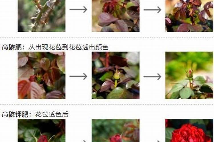 水溶肥肥效期多长时间