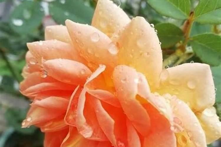 矿源黄腐酸钾怎么用效果好？