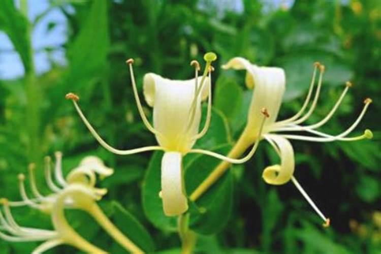 金银花开花前十天还能喷雾硼肥叶面肥吗？