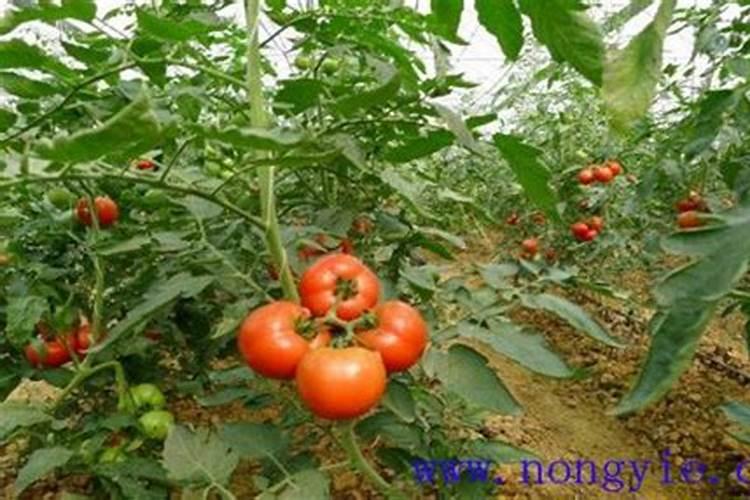 黄豆水发酵变臭怎么浇花