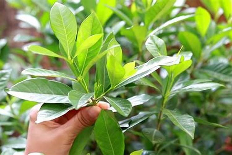 花芽分化用什么叶面肥
