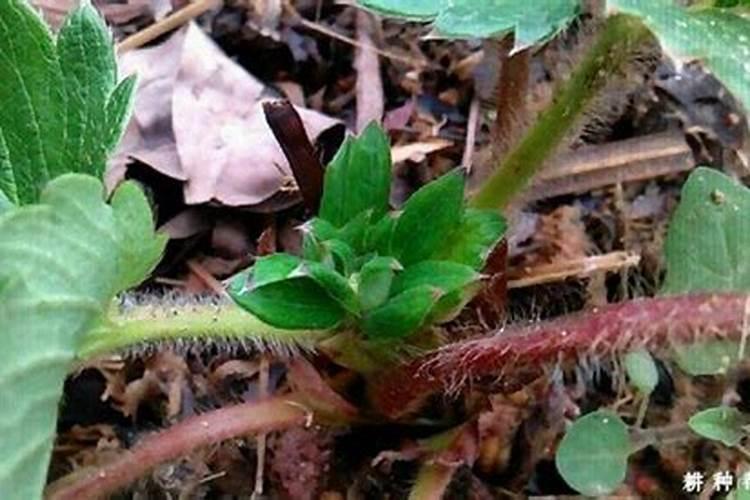 磷酸二氢钾叶面肥什么时候用