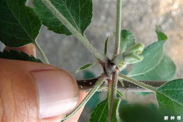 水溶肥啥时候用比较好