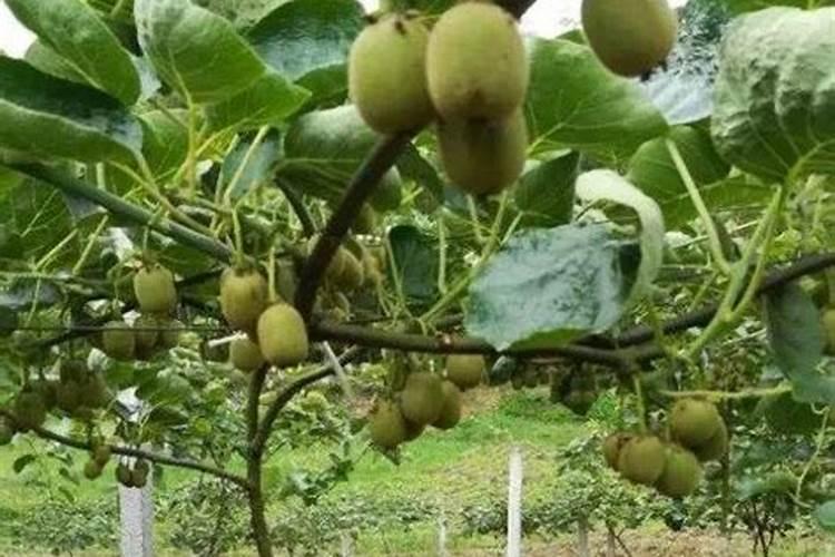 种菜用什么有机肥料最好