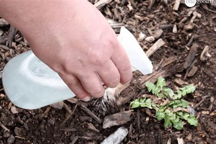 醋当叶面肥的效果怎么样