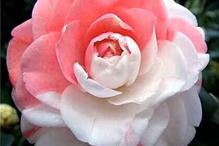 怎样用醋来当叶面肥 有哪些好处