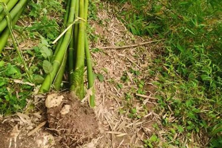 碳铵的正确使用方法