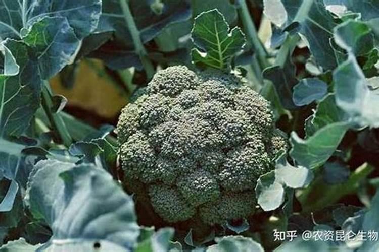 西兰花怎么施肥？西兰花生态种植方案