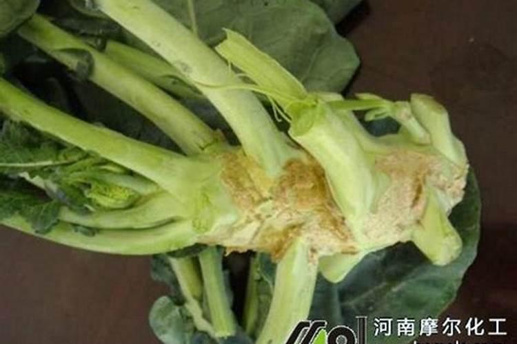 常见的夏季休眠花卉 常见的夏季休眠花卉有什么