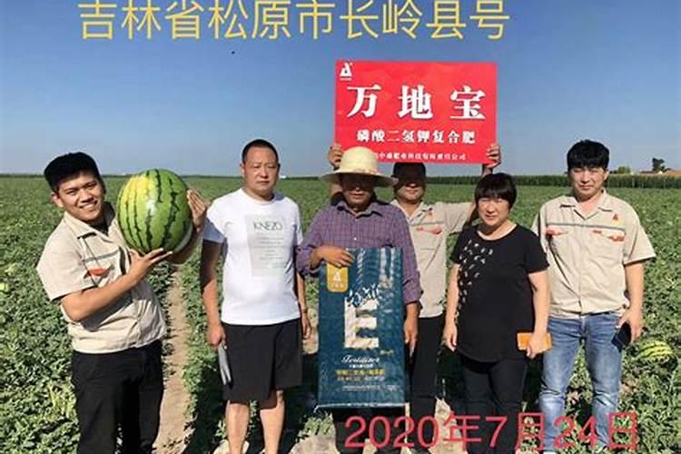 怎么种植西瓜(详解西瓜栽培技术要点)
