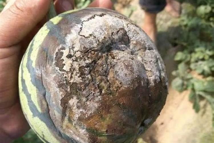 西瓜怎么种 育苗